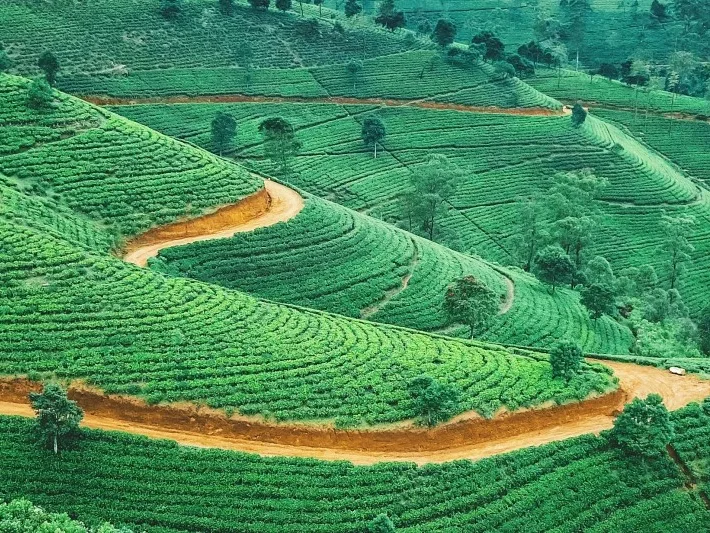 Tea Trails & Ocean Tales