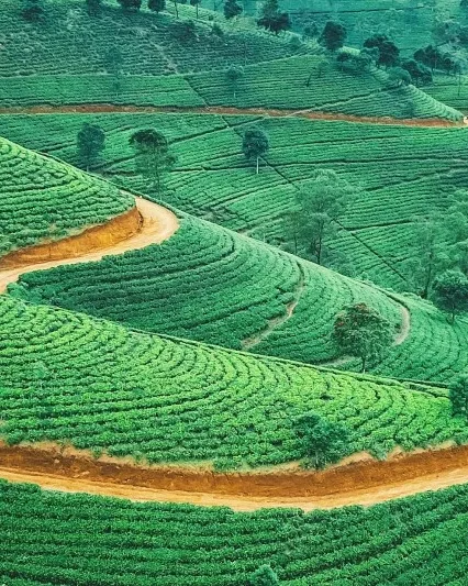 Tea Trails & Ocean Tales