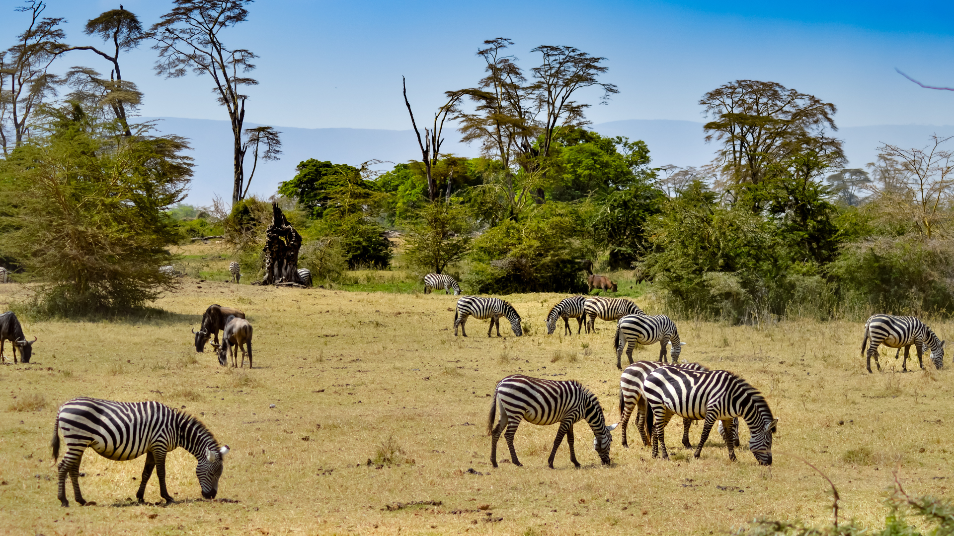 Mount Kenya scenic landscape