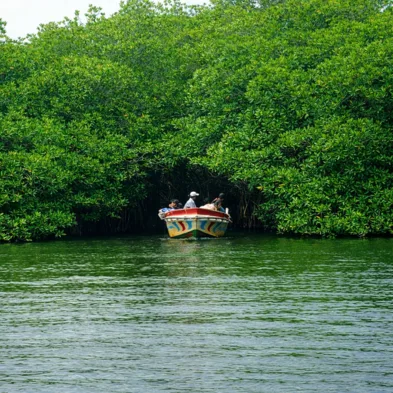 Madu Ganga river safari through lush mangrove forests