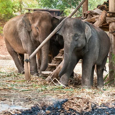 Elephant Sanctuary in Chiang Mai with rescued elephants