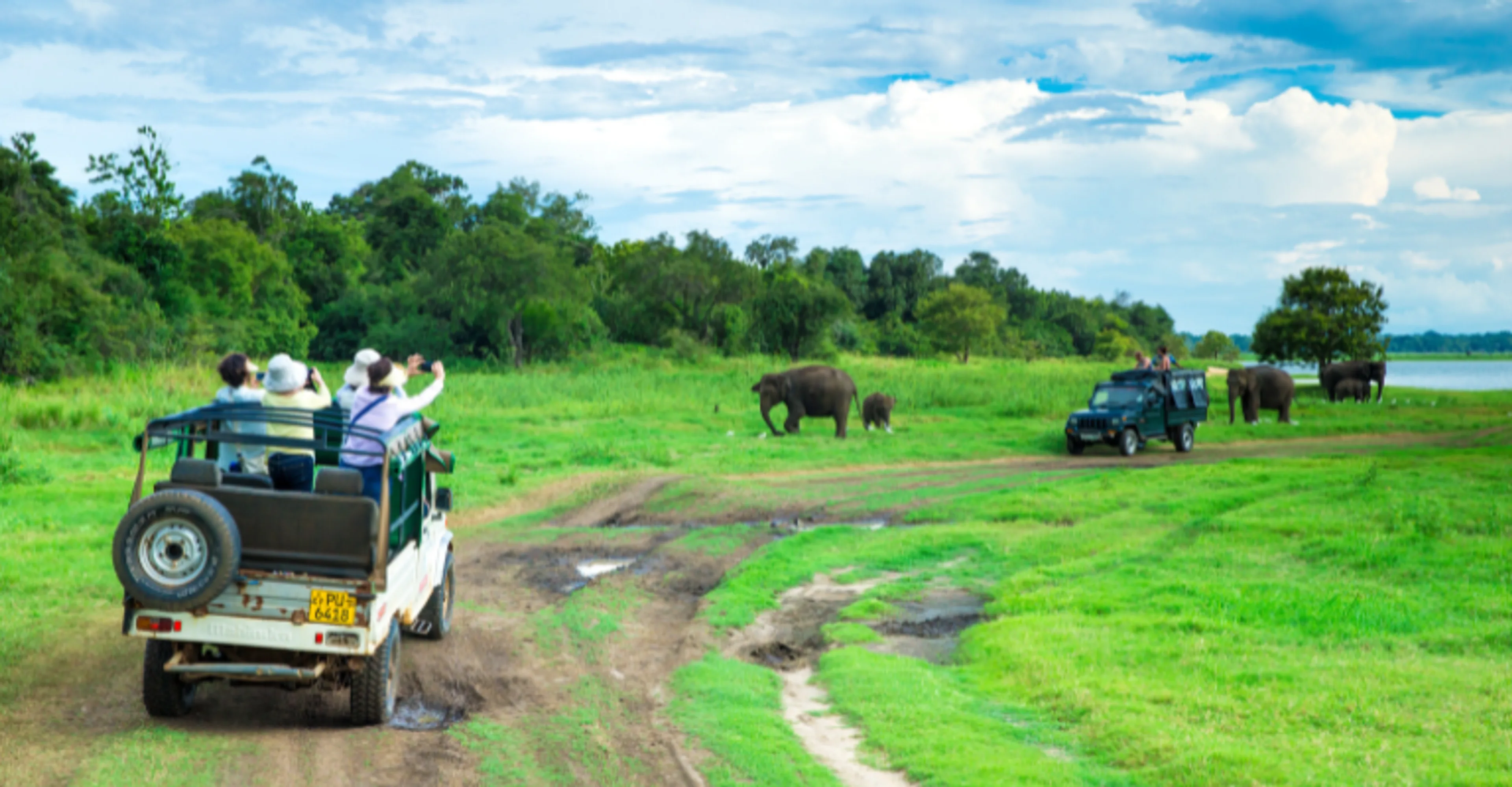 Safari jeeps watching a herd of wild elephants at Minneriya National Park