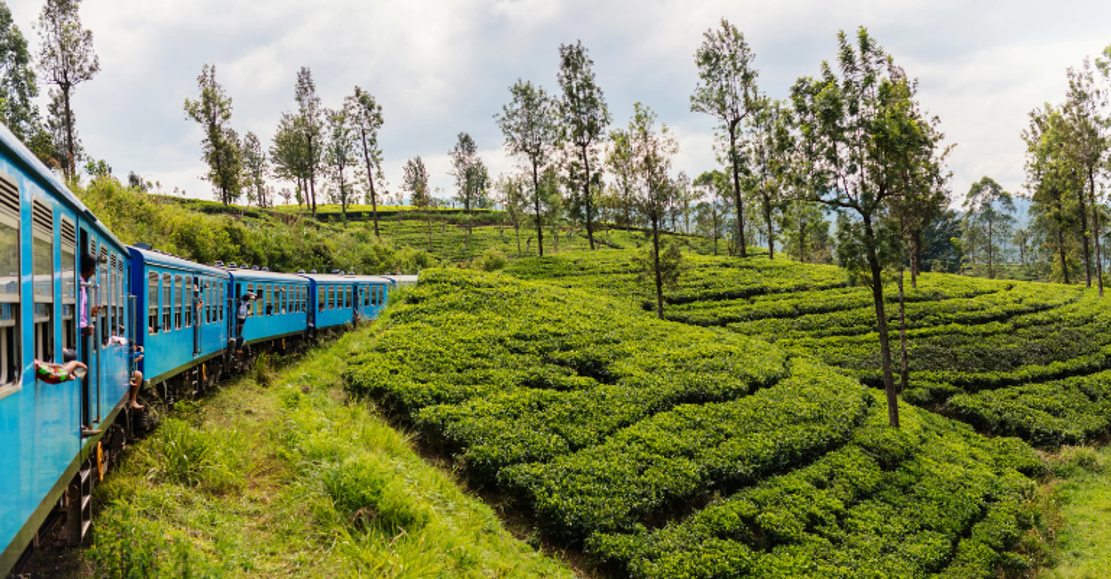 The blue hill-country train passing tea plantations on the Kandy–Ella line