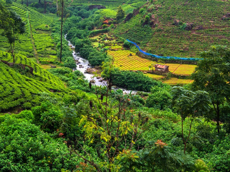 A river winding through terraced tea plantations in Sri Lanka's hill country