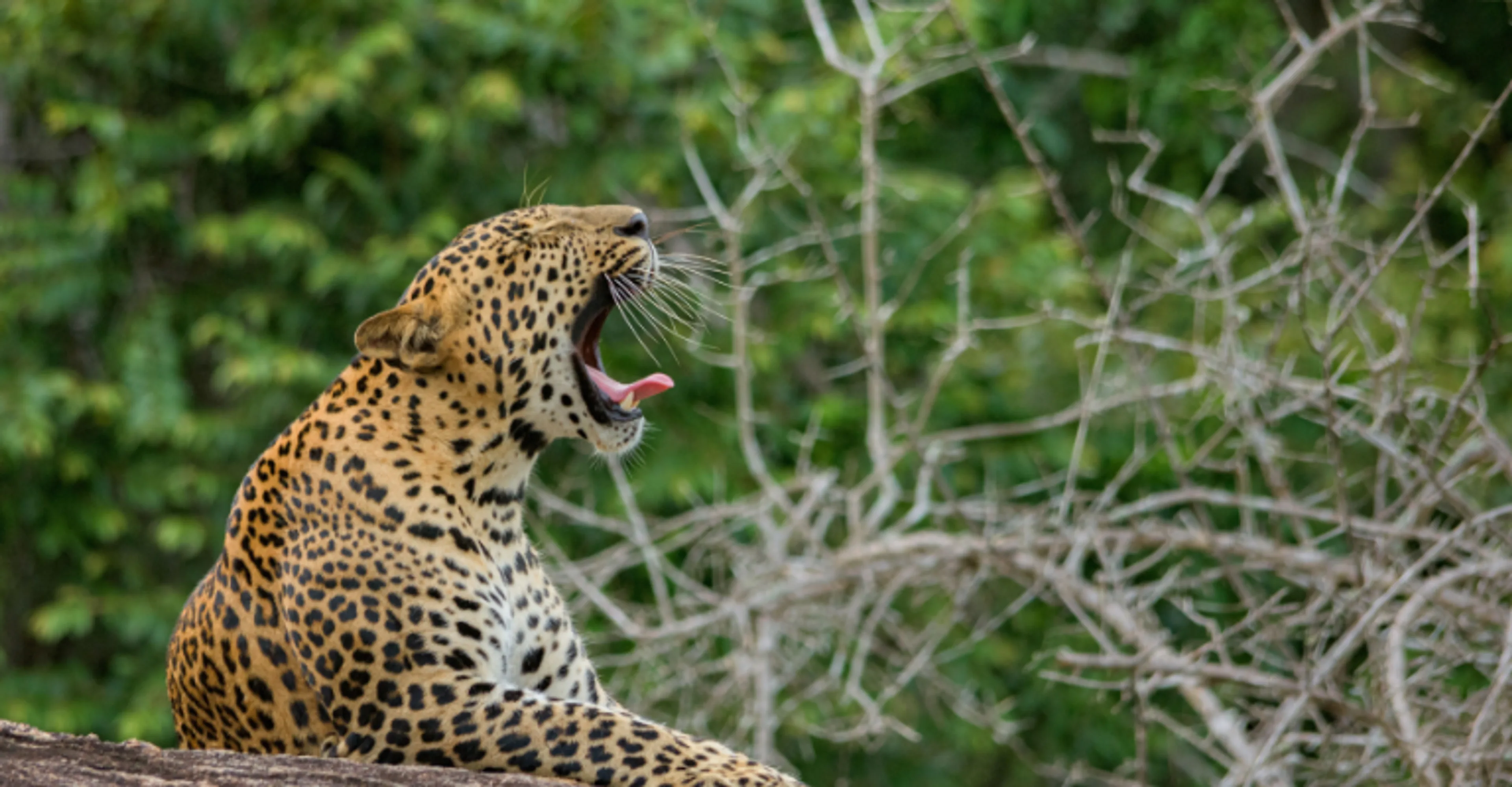 A leopard resting on a rock in Yala National Park