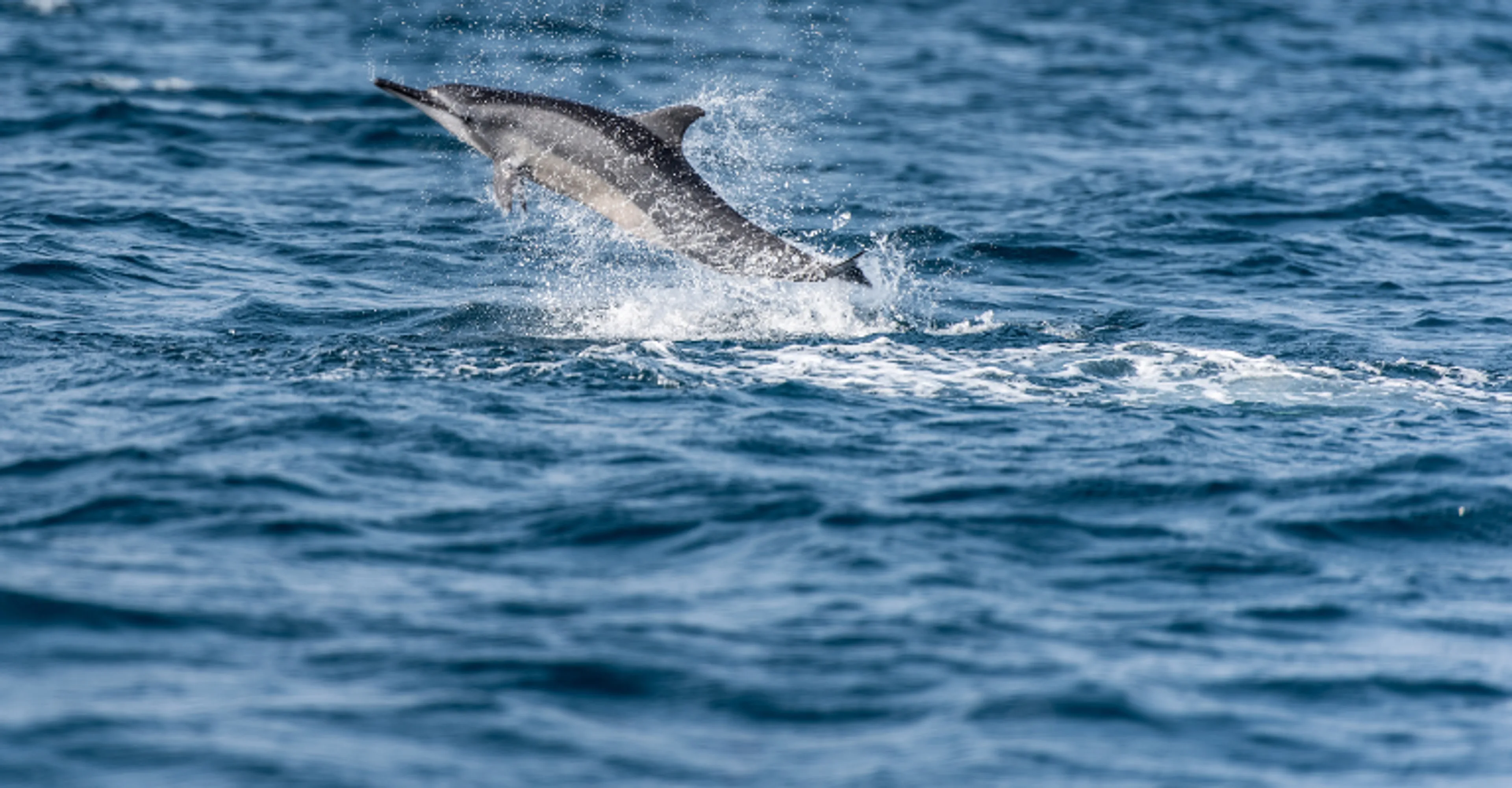 A dolphin leaping from the ocean on a Mirissa whale and dolphin watching tour