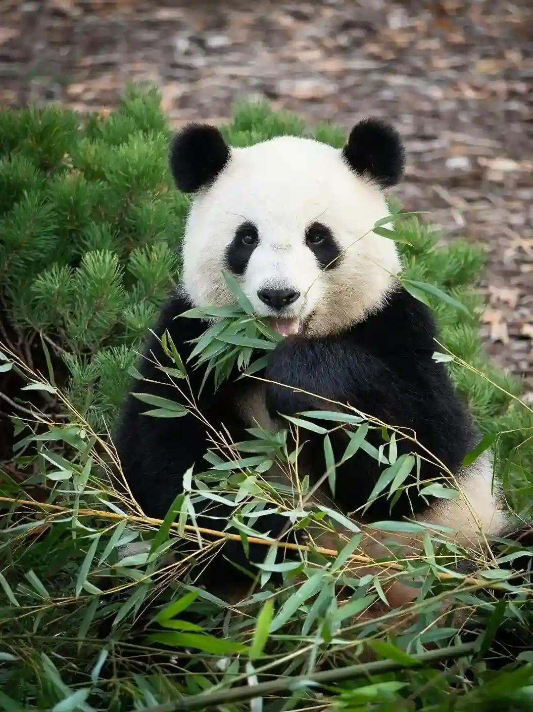 Chengdu — China travel destination