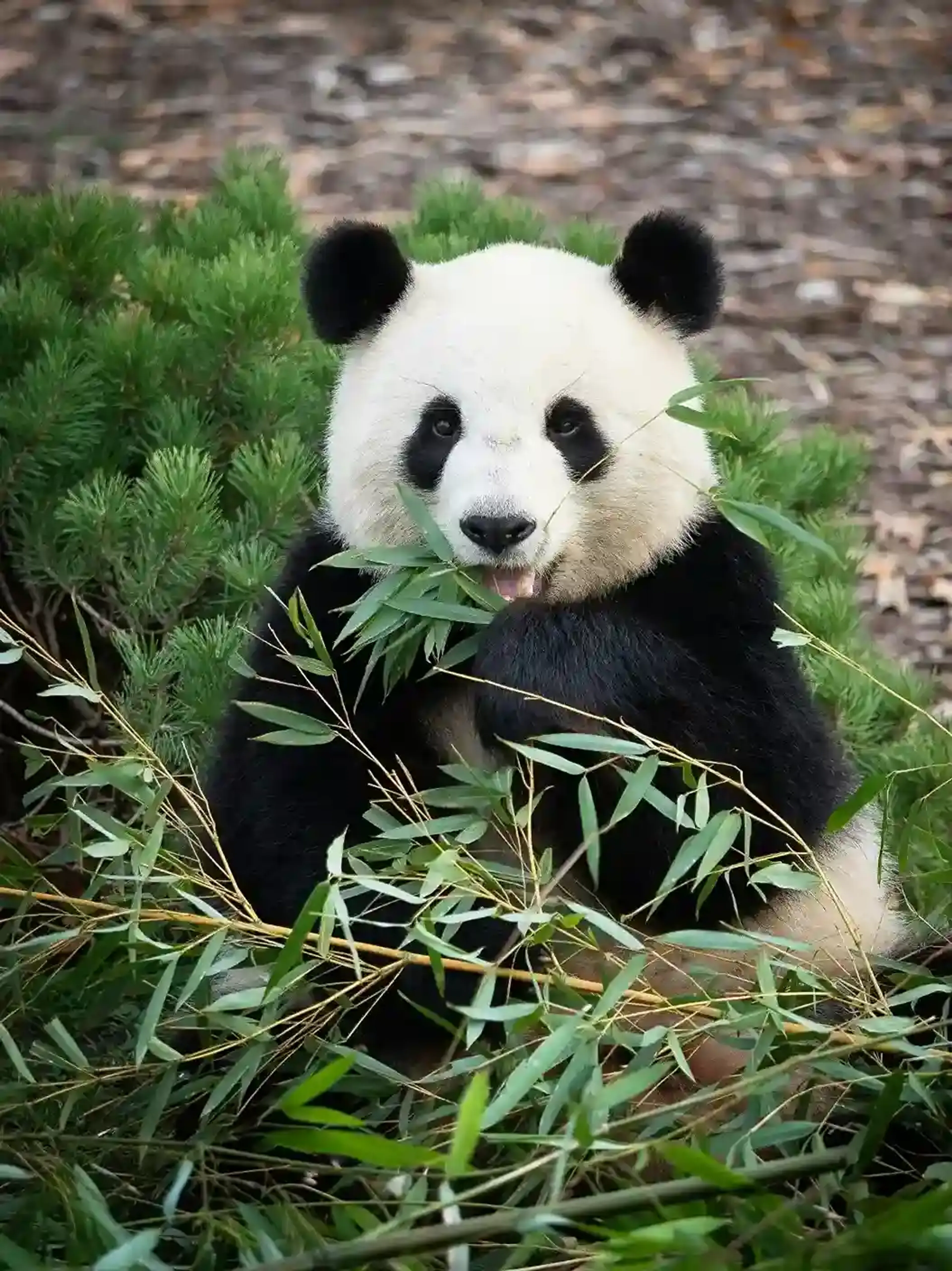 Chengdu — China travel destination