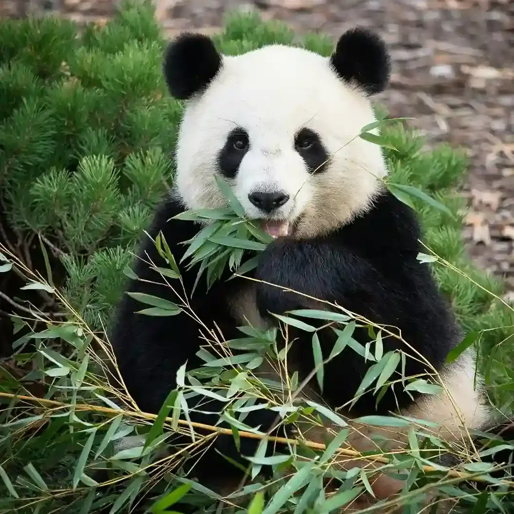 Chengdu — China travel destination