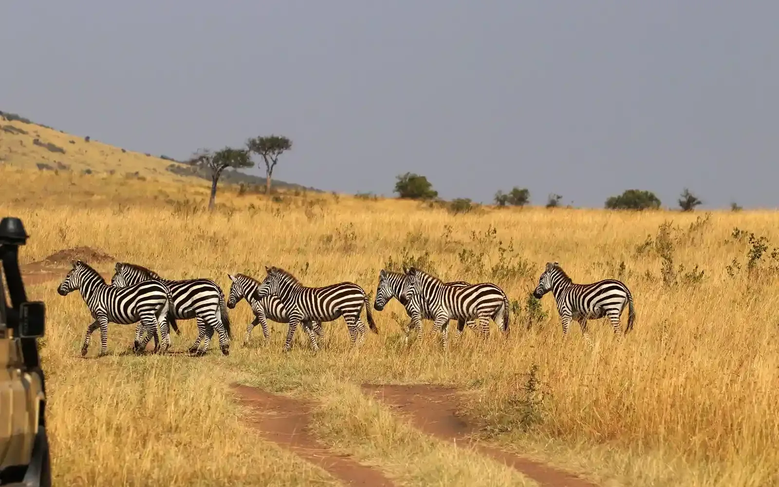 Kenya safari landscape with wildlife including elephants and savannah representing African travel experiences