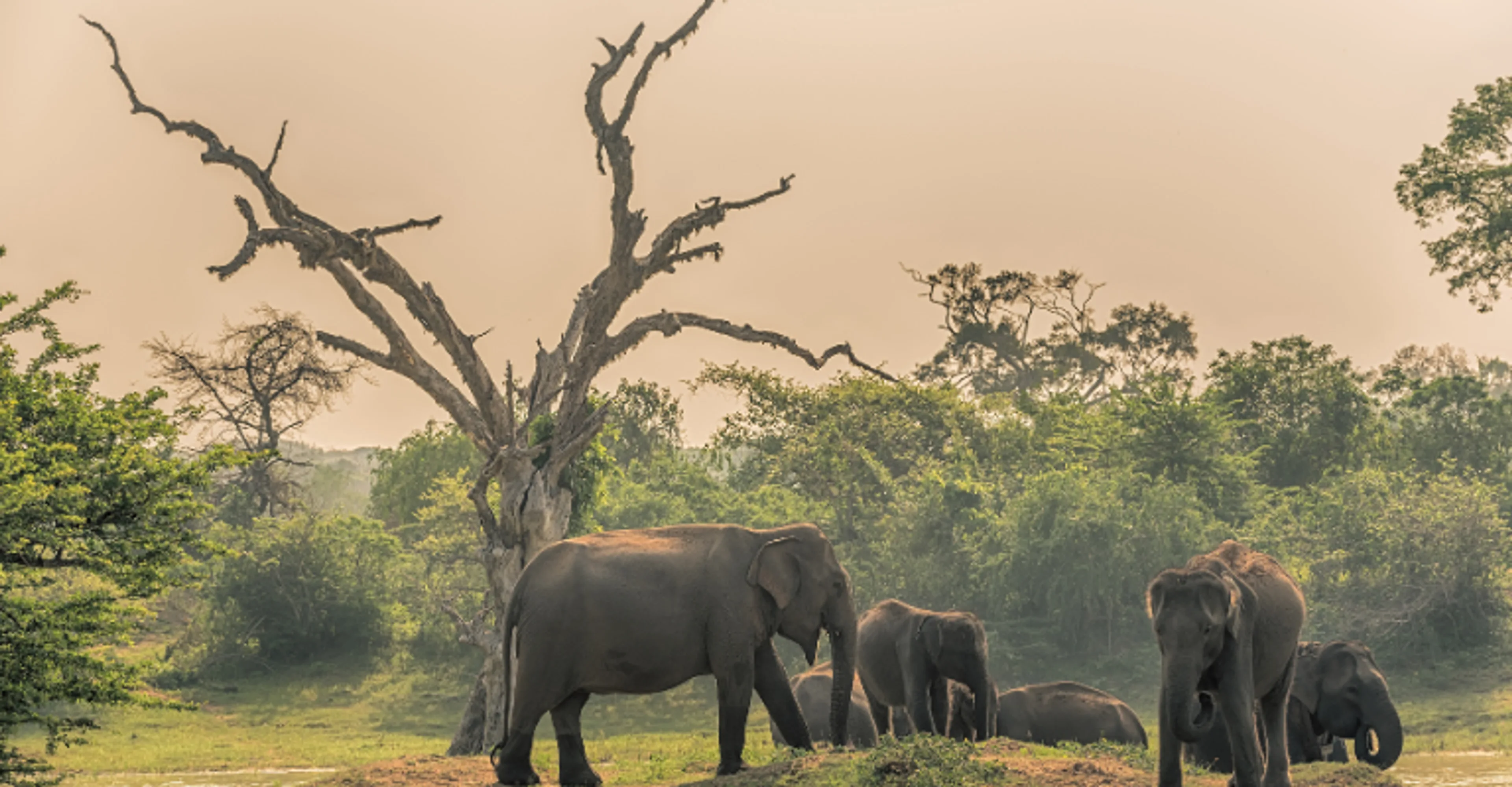 A herd of elephants at dusk in Yala National Park
