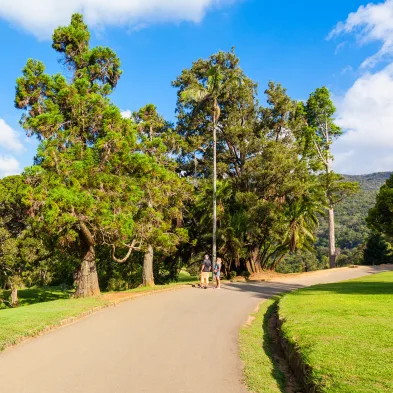 Hakgala Botanical Garden with mountain views and rare plants