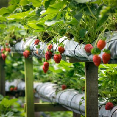 Strawberry gardens in Nuwara Eliya surrounded by cool-climate landscapes