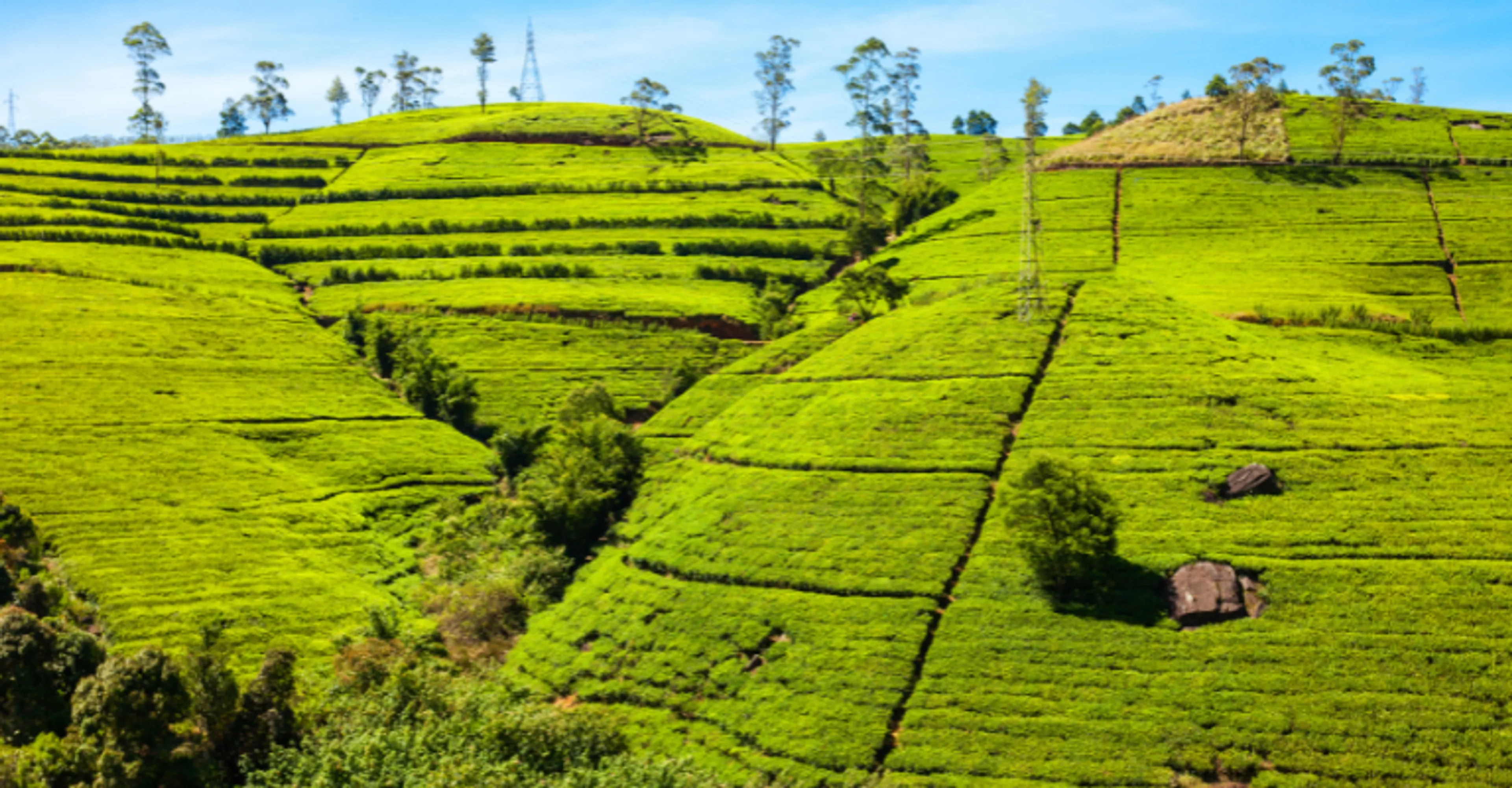 Terraced tea plantations in the hills around Nuwara Eliya