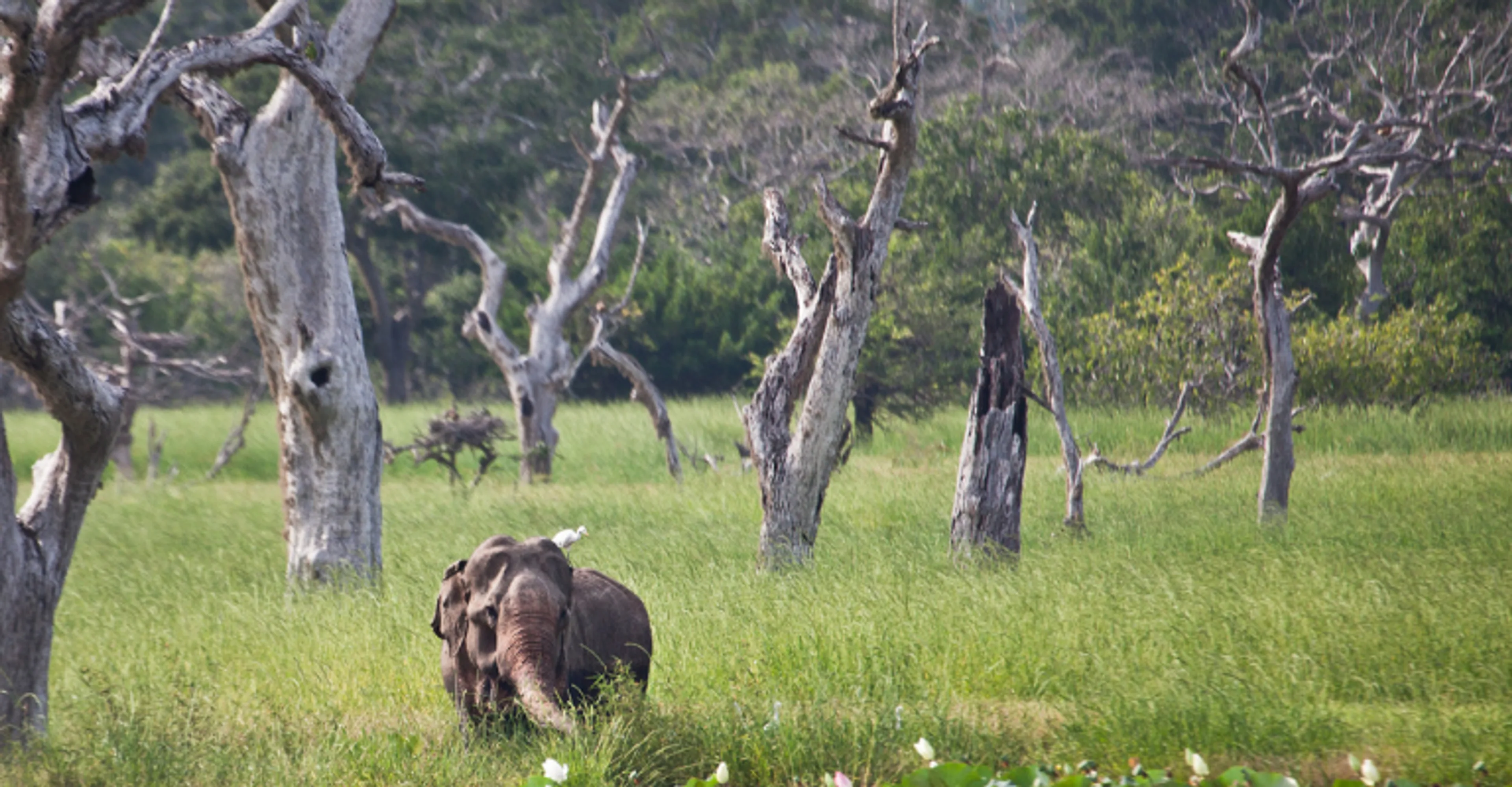 An elephant among the drought-bleached trees of Yala National Park