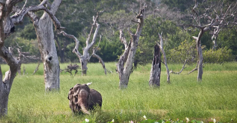 An elephant among the drought-bleached trees of Yala National Park