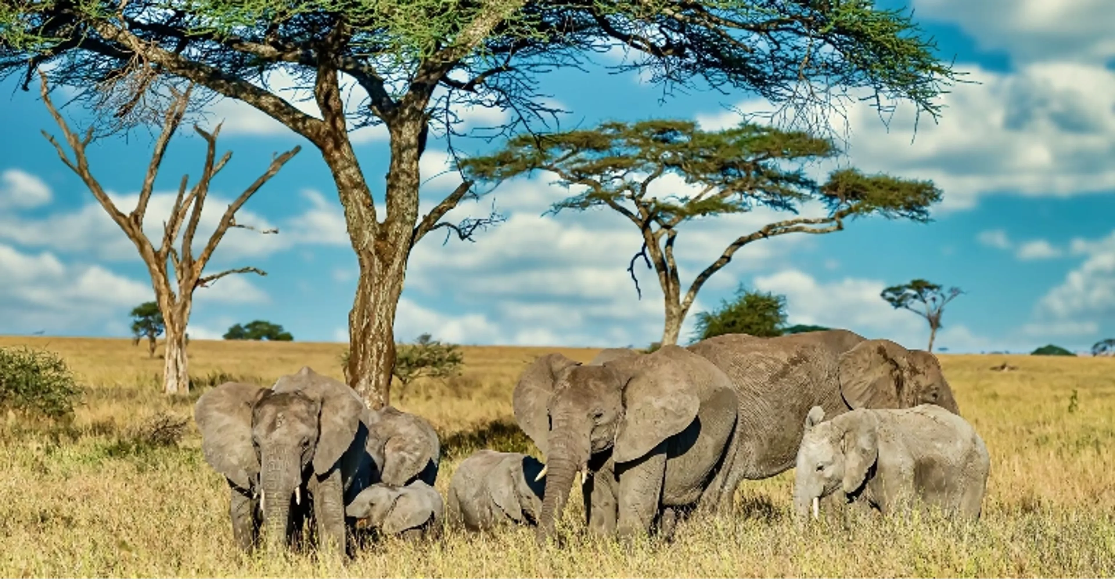 Tourists on a game drive in a 4x4 safari vehicle in the Masai Mara