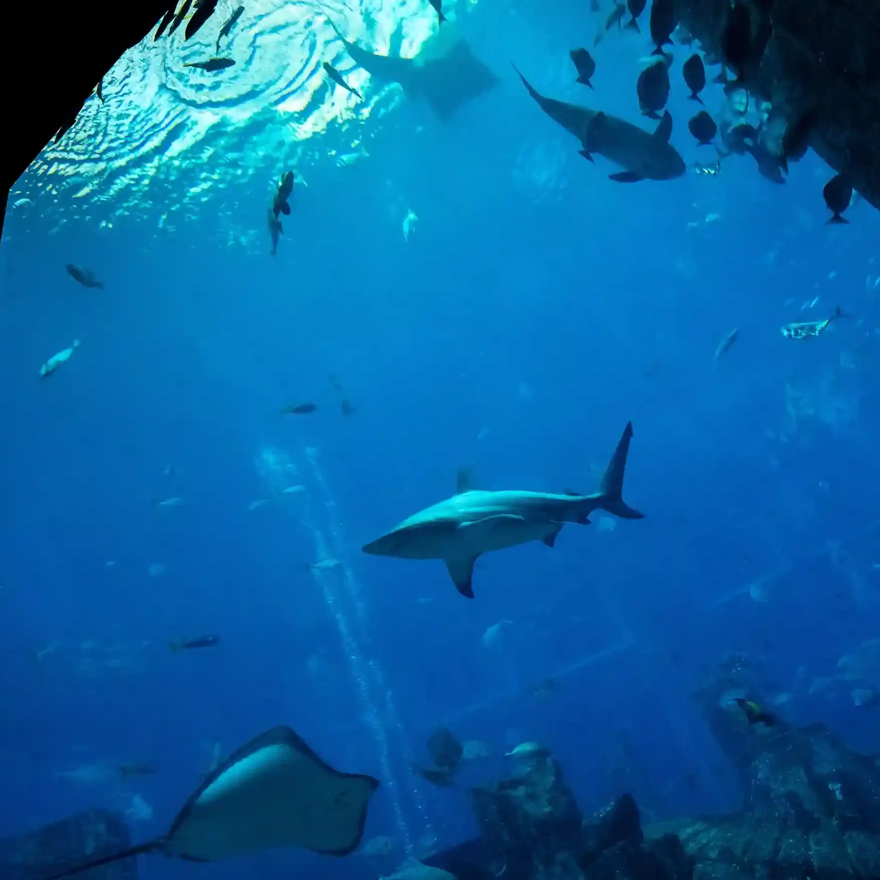 Atlantis Aquaventure waterpark slides and attractions in Dubai