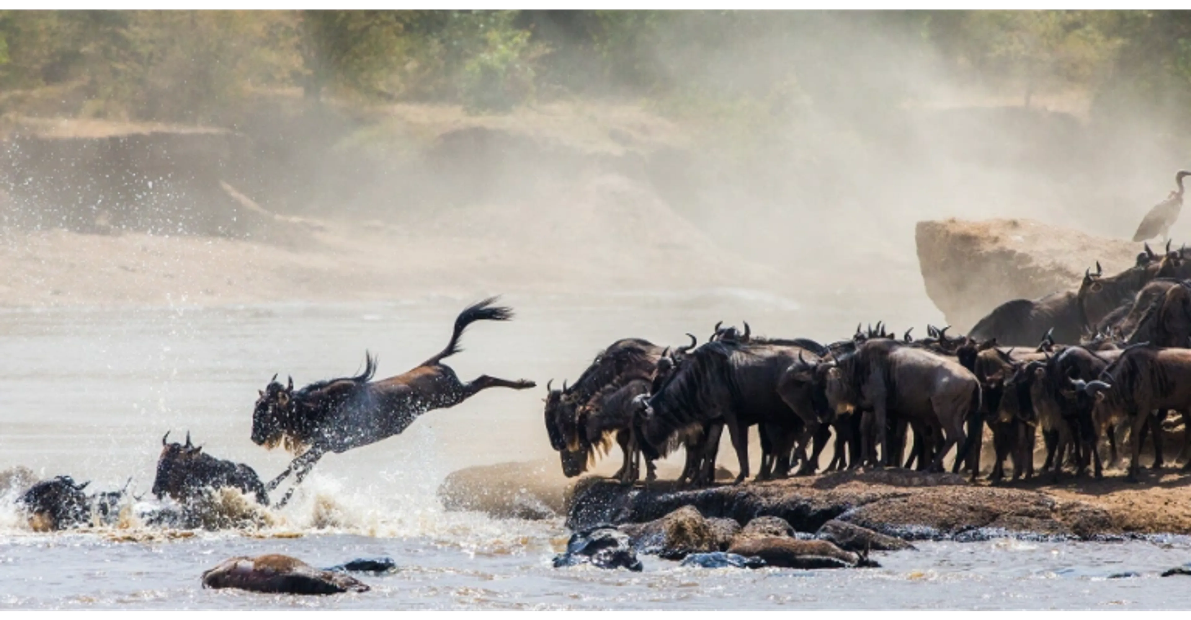 Wildebeest herd grazing on the Masai Mara plains during the Great Migration