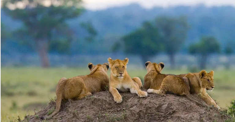 Safari game-drive vehicle in the Masai Mara, Kenya