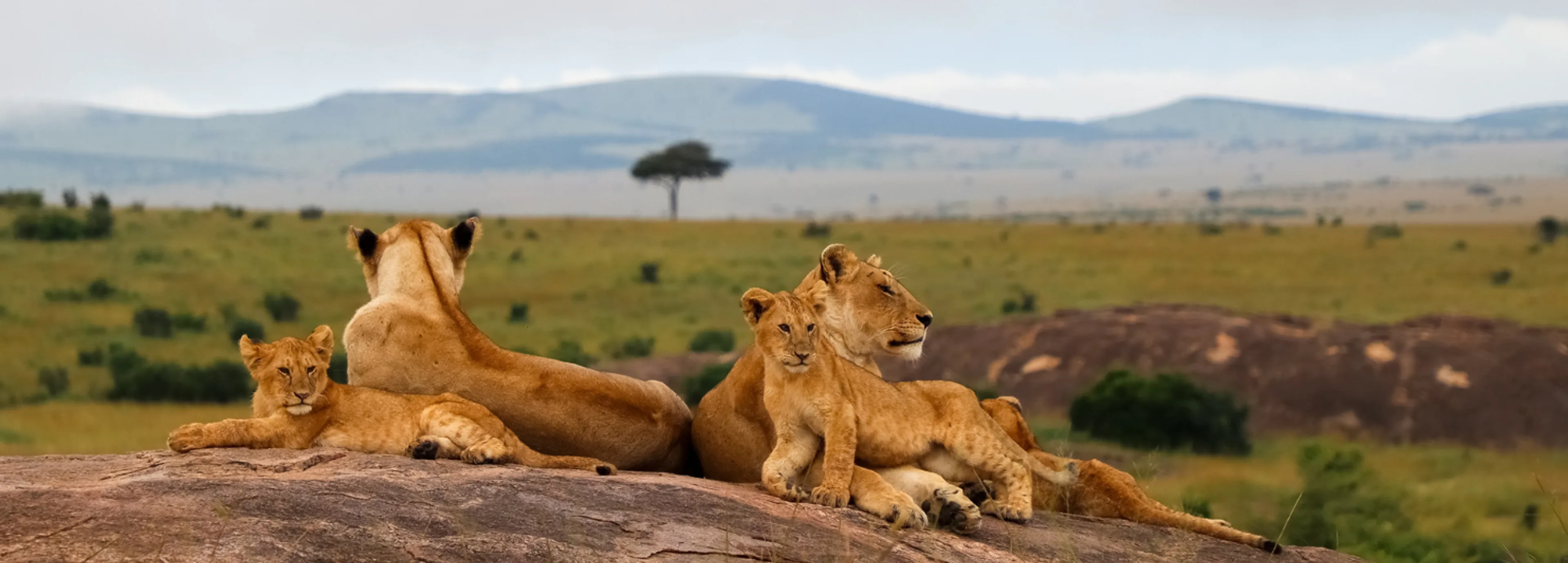Luxury safari experiences in Kenya including Masai Mara balloon safari, biplane safari and bush breakfast