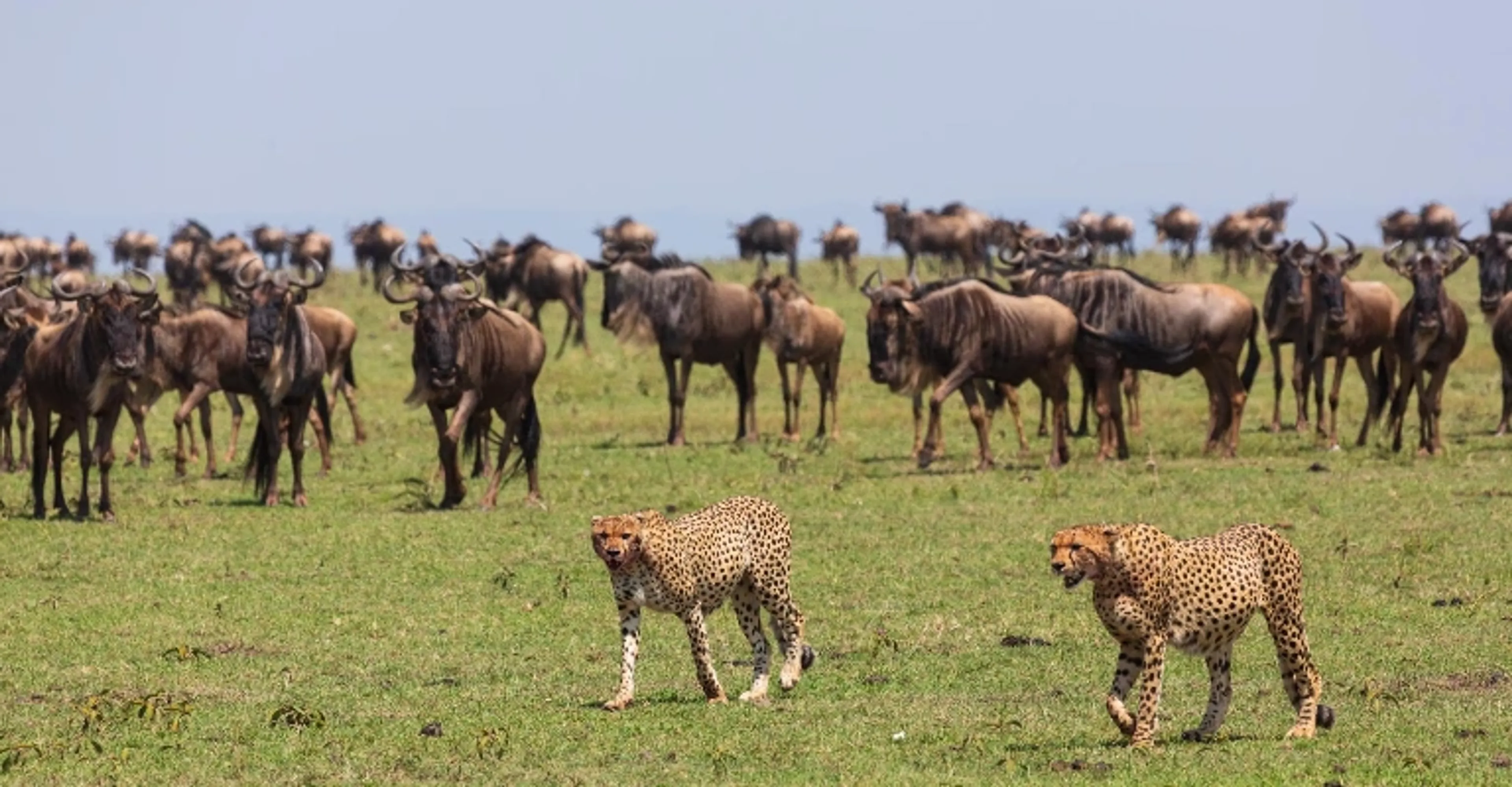 Masai Mara National Reserve safari landscape in Kenya