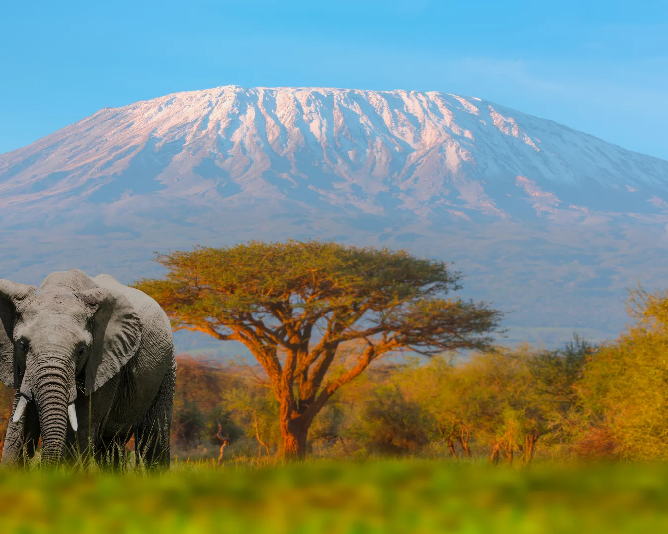 Samburu National Reserve game drive