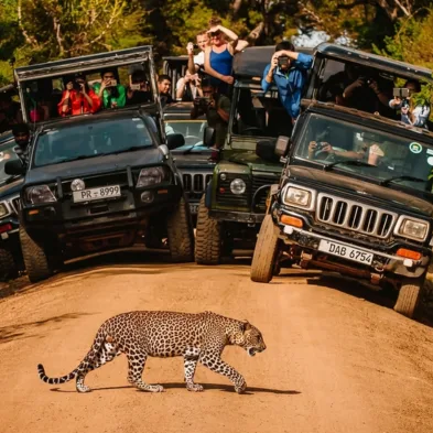 Yala National Park safari landscape with wildlife in Sri Lanka