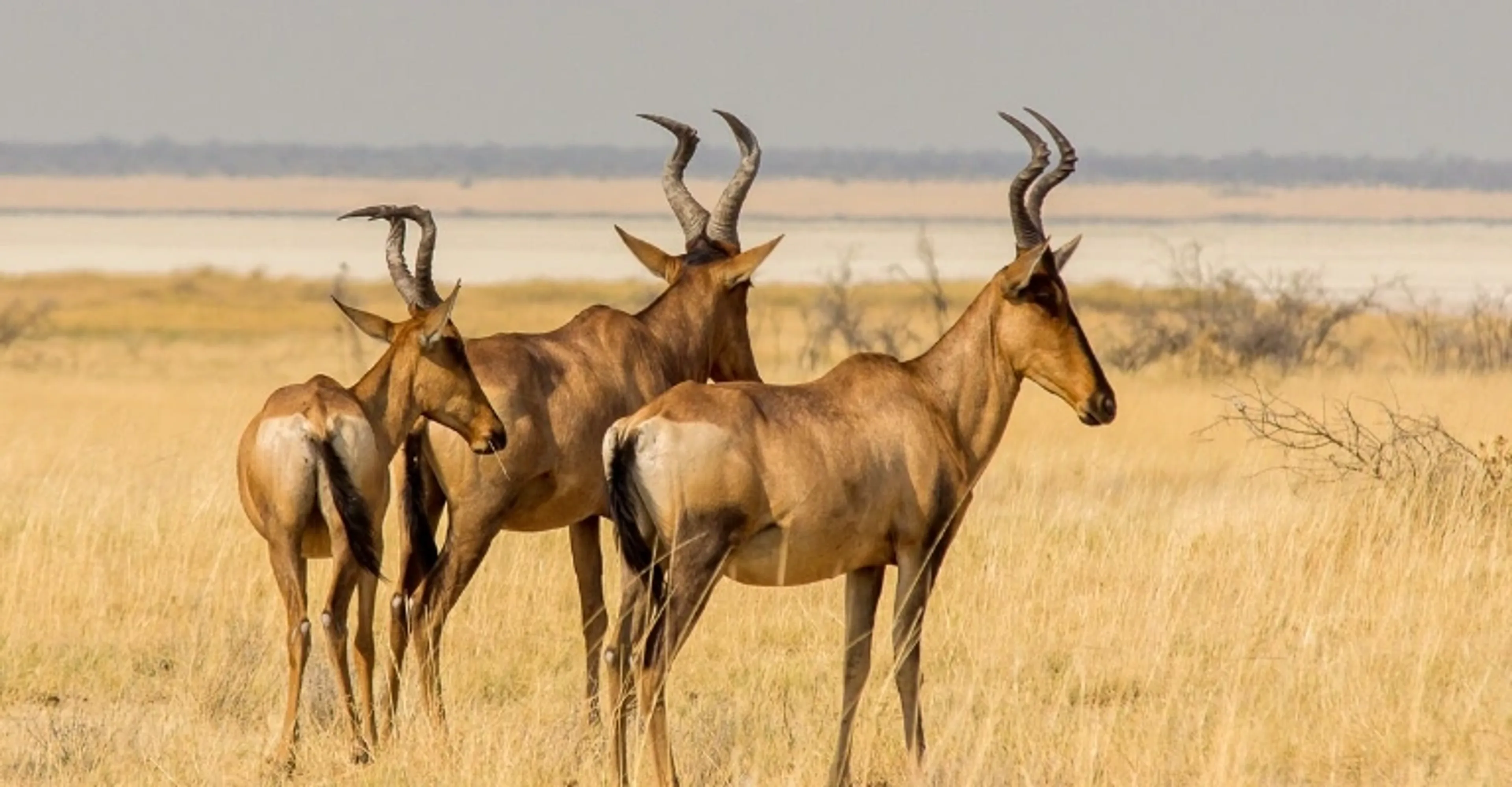 Wildlife spotted during a game drive inside the Maasai Mara National Reserve