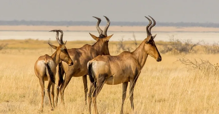 Wildlife spotted during a game drive inside the Maasai Mara National Reserve