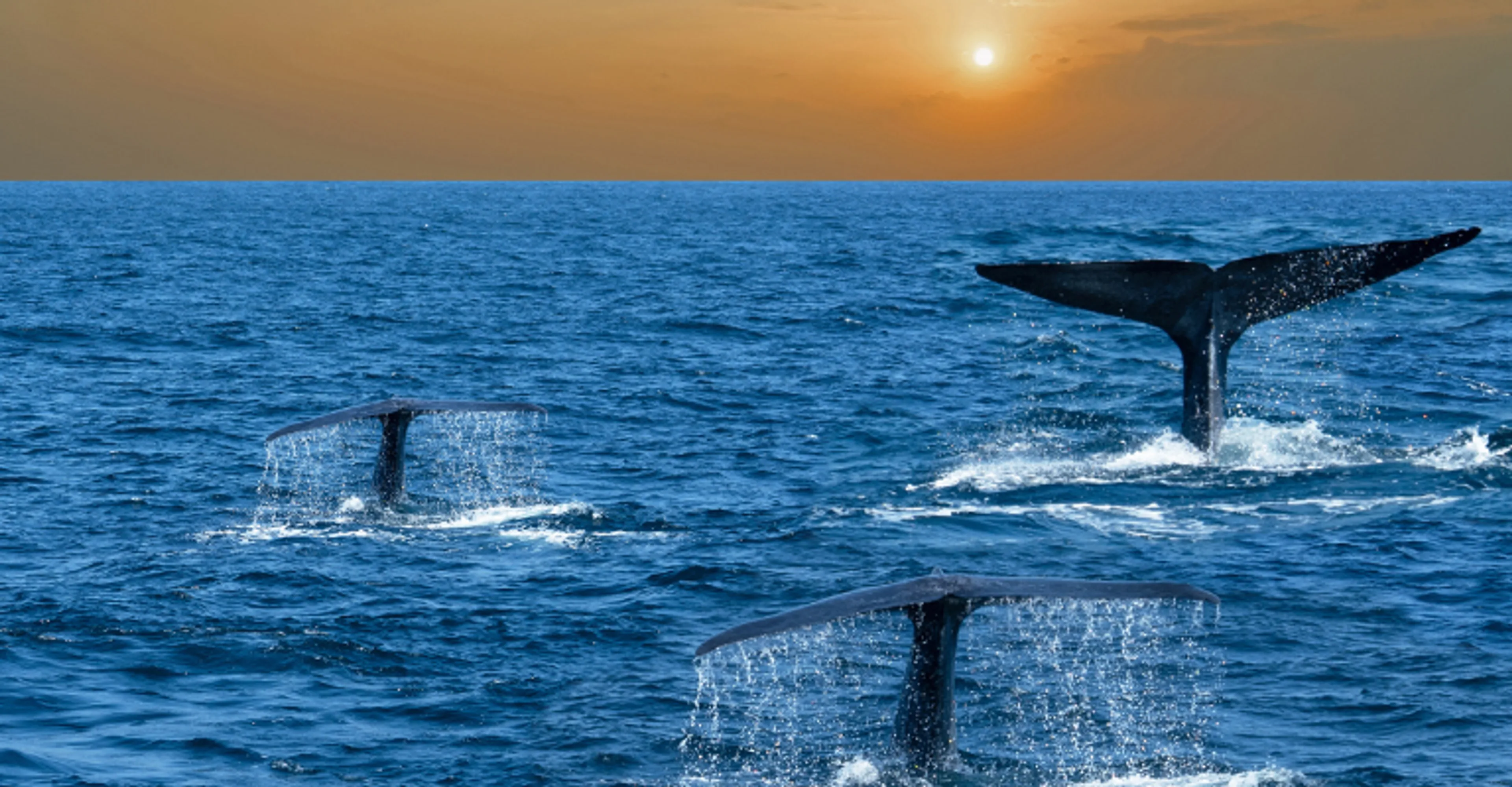 Whale tails breaking the surface off Mirissa at sunset