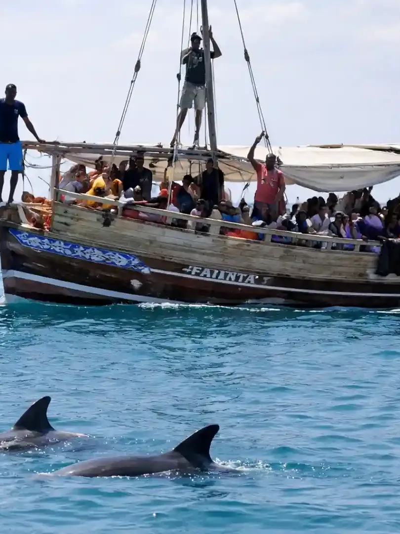 Dolphins swimming in the Indian Ocean near Diani Beach