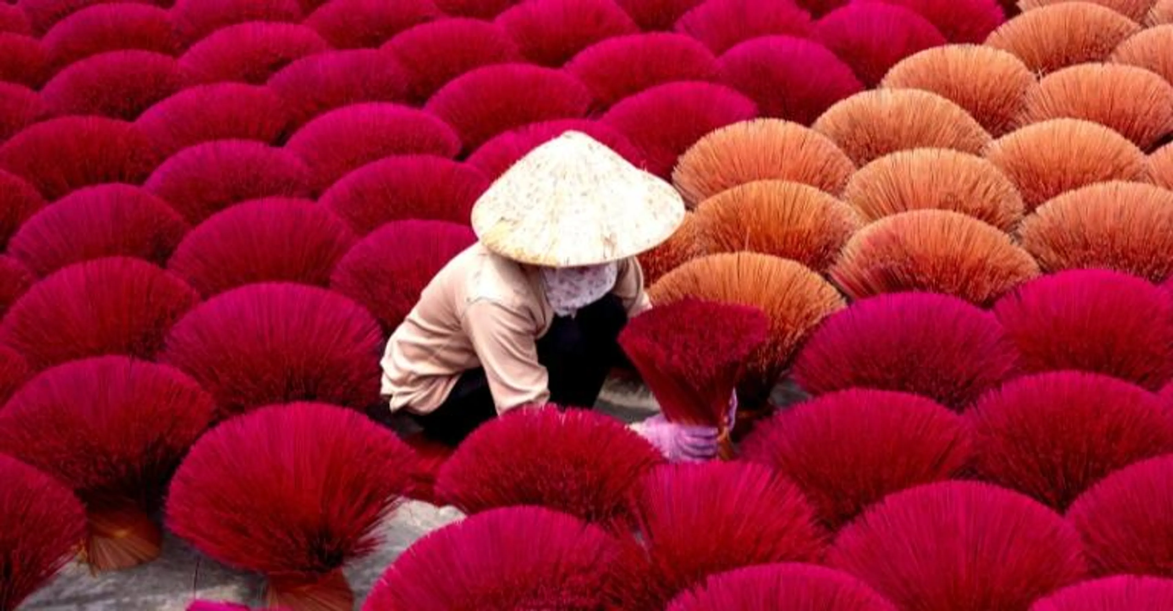 Vietnamese woman in a conical hat sorting red incense sticks to dry