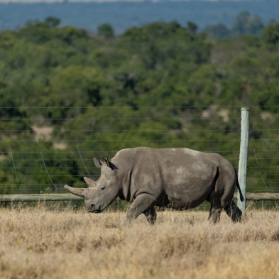 Exclusive safari game drive in a private conservancy in Kenya, home to rare wildlife and luxury tented camps