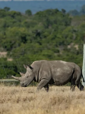 Exclusive safari game drive in a private conservancy in Kenya, home to rare wildlife and luxury tented camps