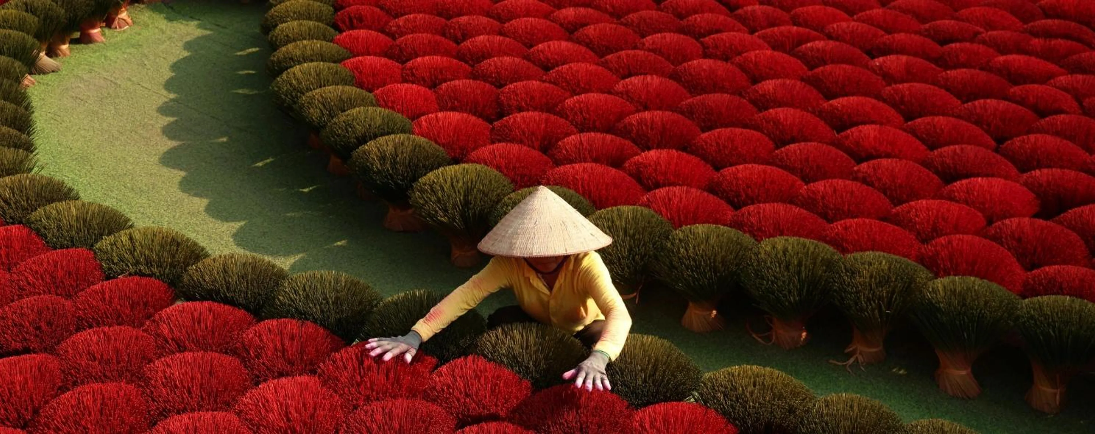 Woman in a conical hat sorting rows of drying incense sticks