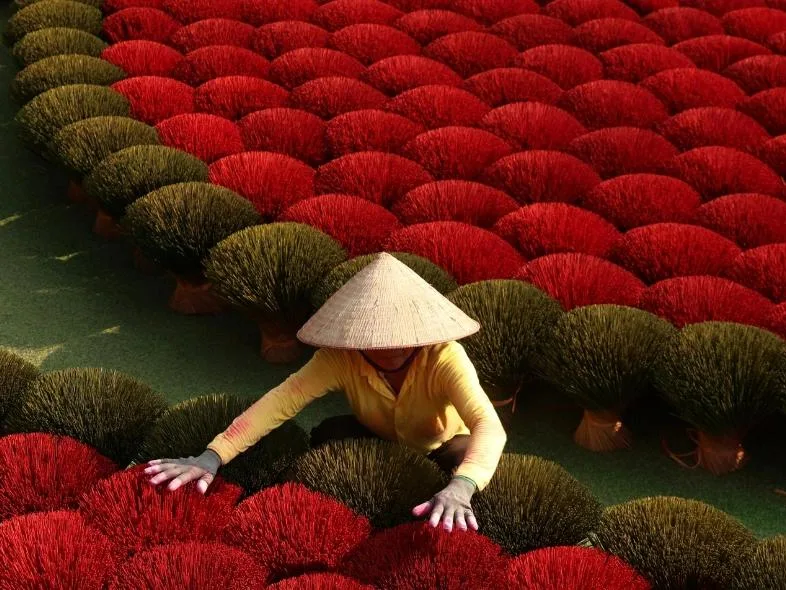 Woman in a conical hat sorting rows of drying incense sticks