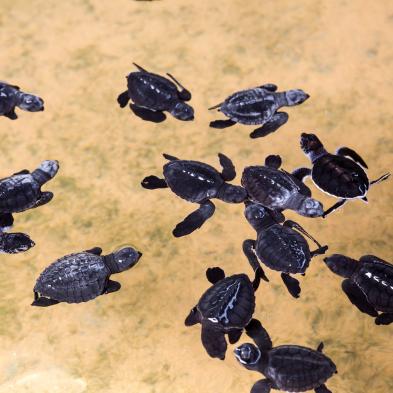 Sea turtle conservation and hatchery in Kosgoda, Sri Lanka
