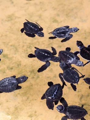 Sea turtle conservation and hatchery in Kosgoda, Sri Lanka