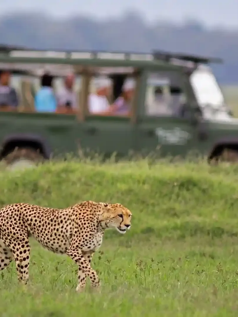 Safari jeep observing lions and wildlife during a game drive in Kenya