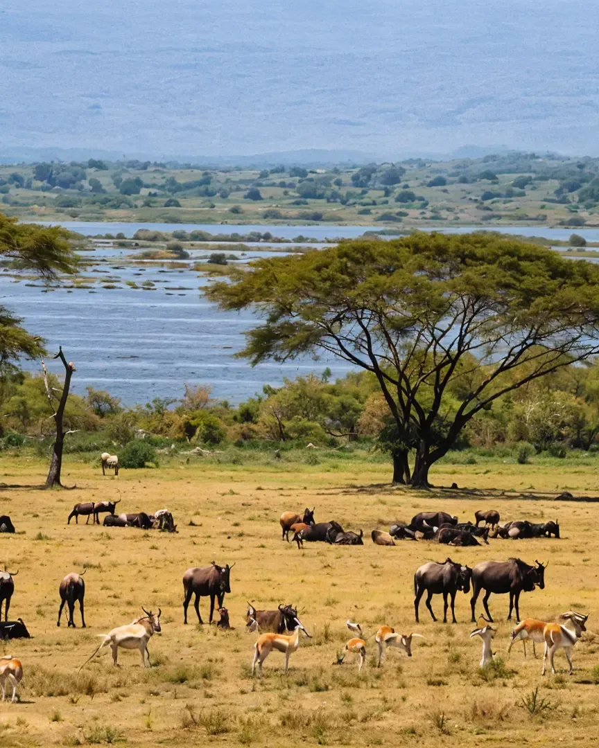 Discover Kenya: Wild to Water Safari