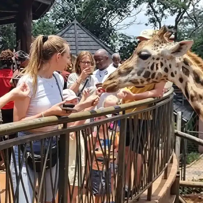 Rothschild giraffes being fed by visitors at the Giraffe Centre in Nairobi