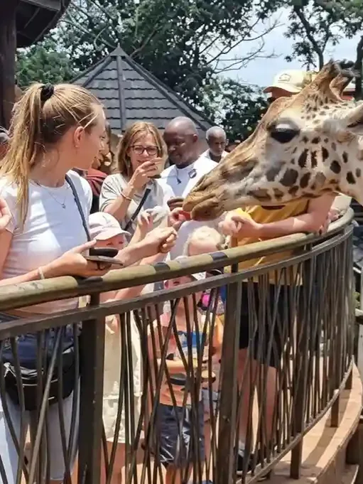Rothschild giraffes being fed by visitors at the Giraffe Centre in Nairobi