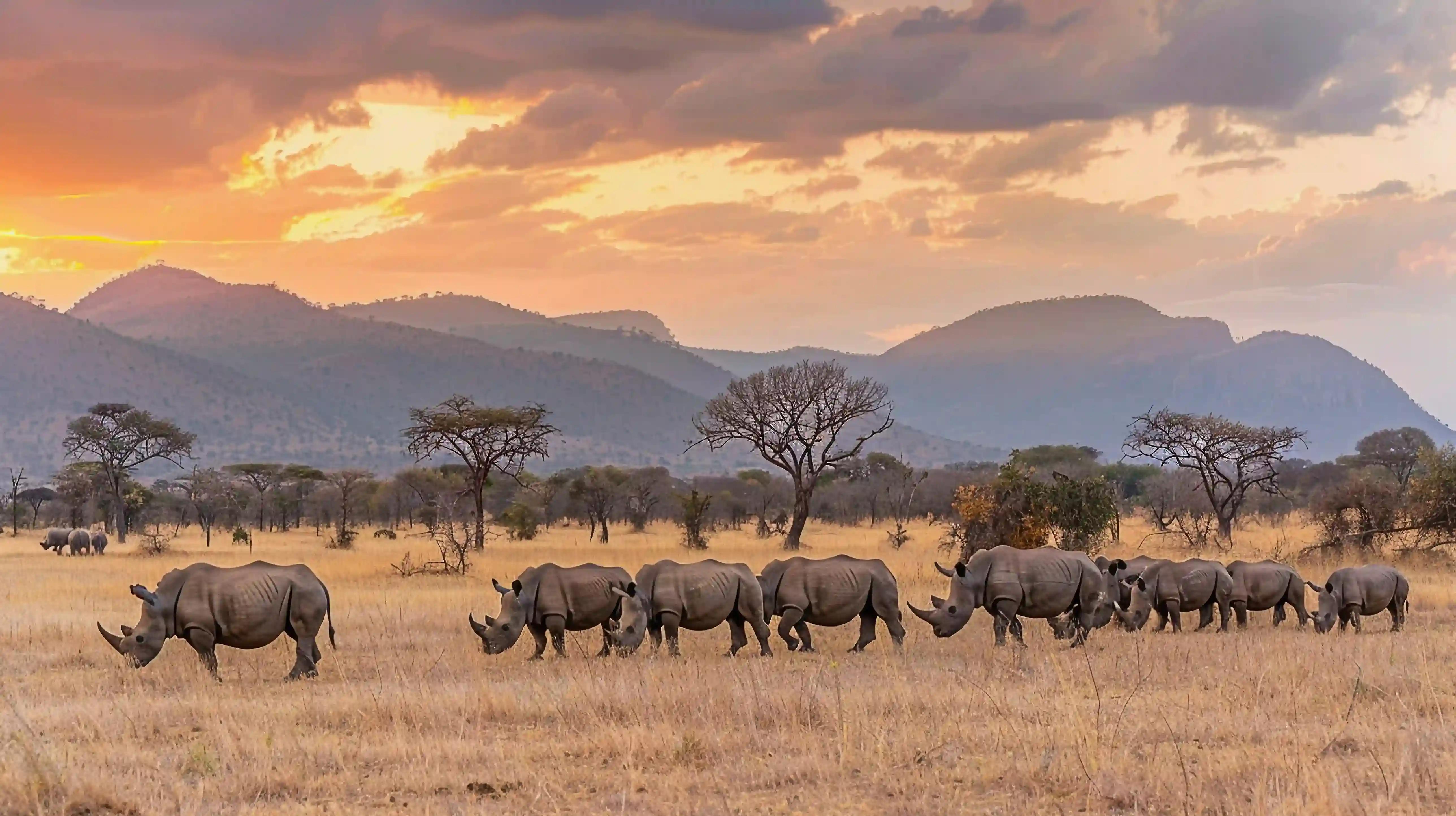 Big 5 sightings at a game drive in Kenya