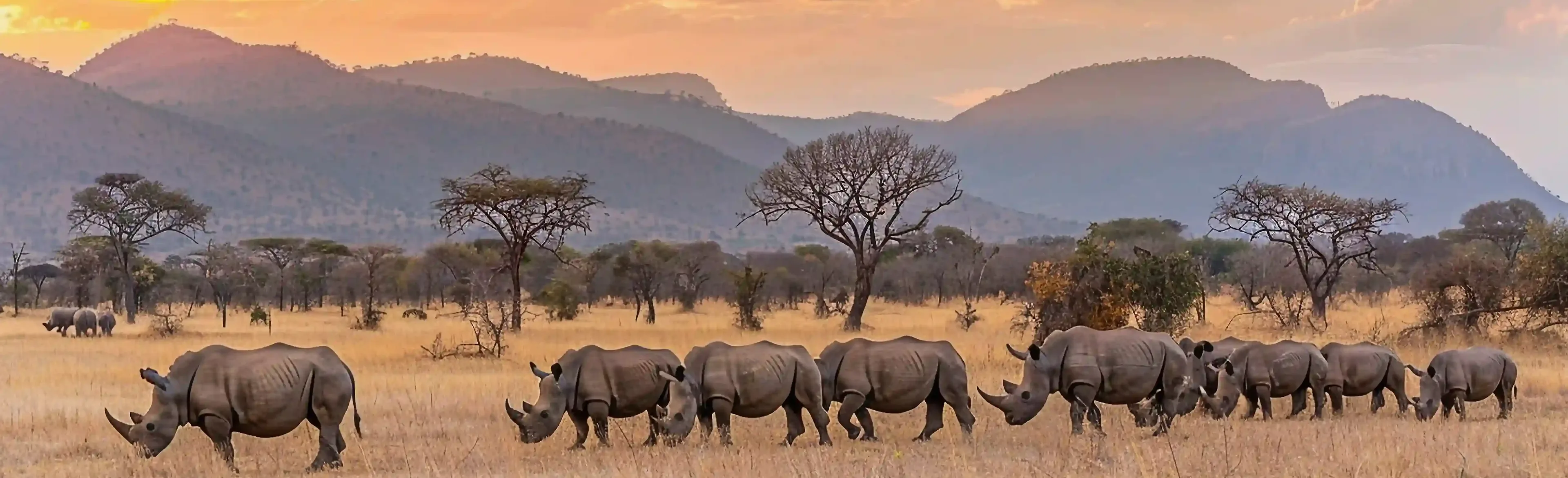 Big 5 sightings at a game drive in Kenya