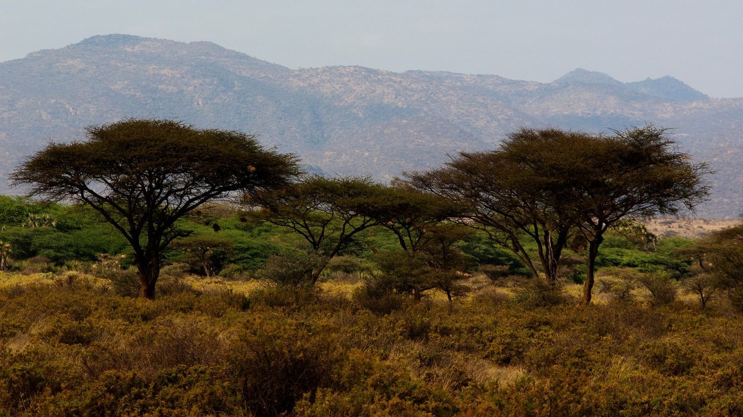 Kenyan safari landscape, featured on the Discover Kenya's Untamed North homepage card