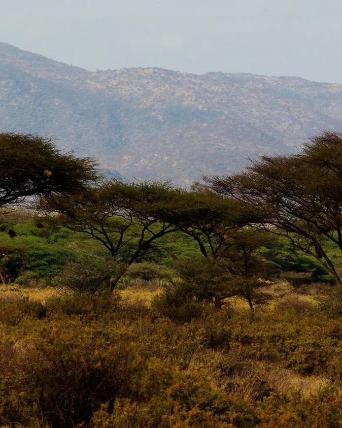 Kenyan safari landscape, featured on the Discover Kenya's Untamed North homepage card