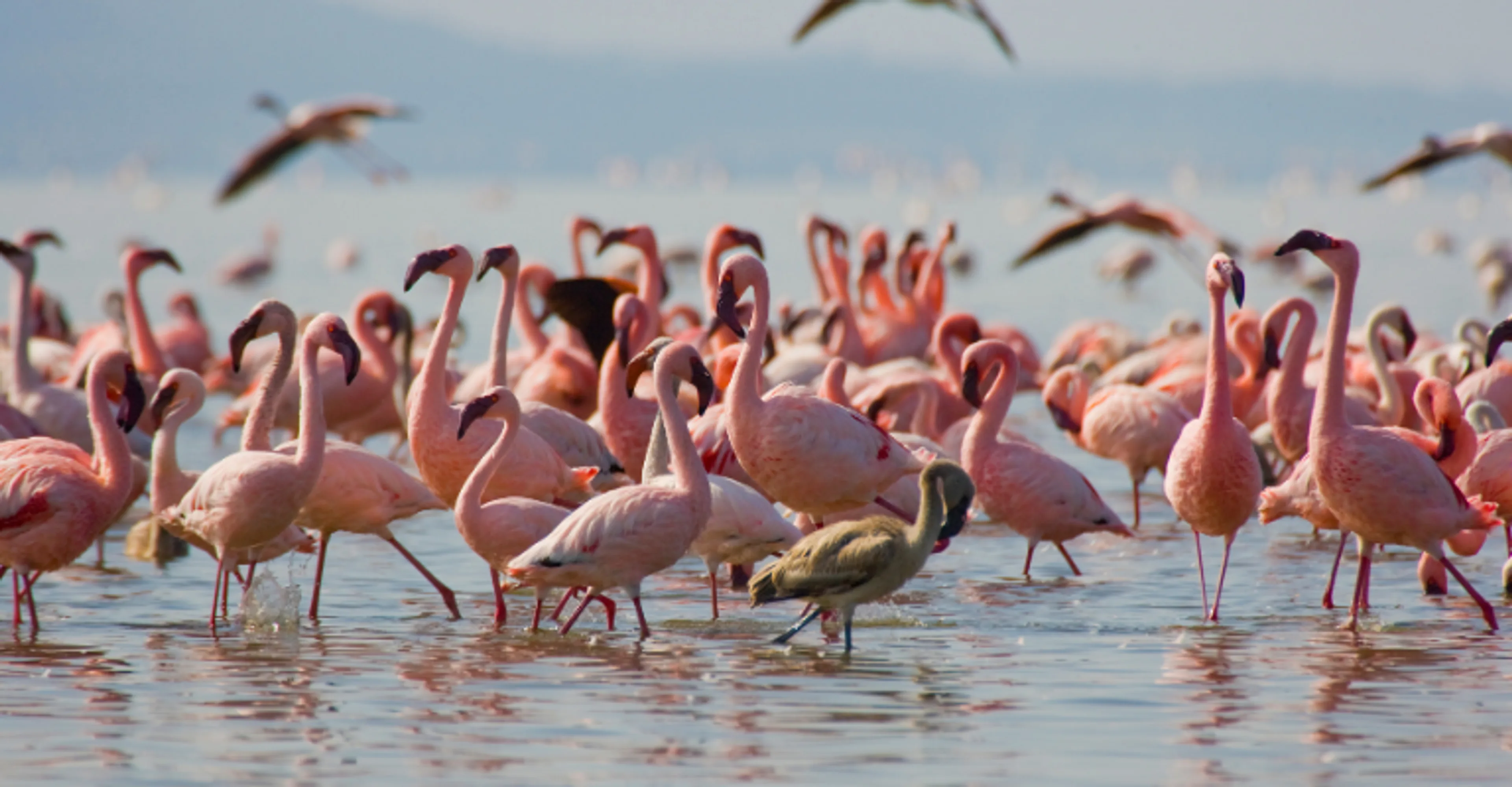 A large flock of pink flamingos wades in shallow lake water, with several in flight overhead