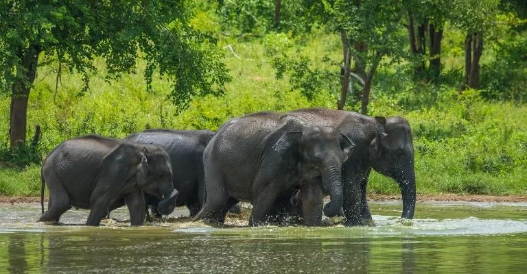 A herd of elephants wading through water in Udawalawe National Park.