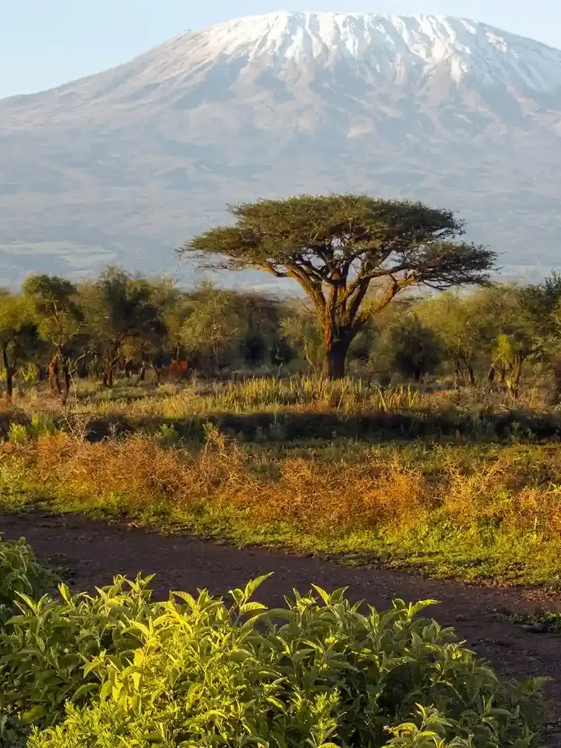 Wetland birds in Amboseli National Park near swampy areas